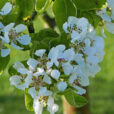 Poirier Fleurs Mioulane NewsJardinTV Jardimiou NPM 2307512151