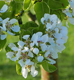 Poirier Fleurs Mioulane NewsJardinTV Jardimiou NPM 2307512151