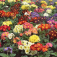 Primula vulgaris Melange Flora