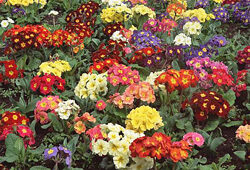Primula vulgaris Melange Flora