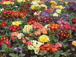 Primula vulgaris Melange Flora