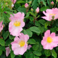 Rosa canina Mioulane NewsJardinTV Jardimiou NPM 914375143