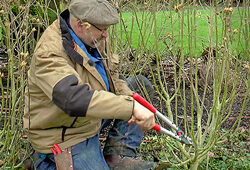 Taille Althea Mioulane NewsJardinTV Jardimiou