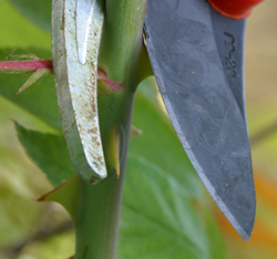 Taille rosier Mioulane NewsJardinTV Jardimiou NPM 90220854