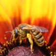 Abeille Butine Mioulane NewsJardinTV Jardimiou NPM 914377214