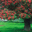 Aesculus carnea Mioulane NewsJardinTV Jardimiou NPM GIP0106097