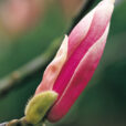 Bouton floral Magnolia Mioulane NewsJardinTV Jardimiou 65845874