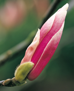 Bouton floral Magnolia Mioulane NewsJardinTV Jardimiou 65845874