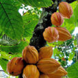 Cacaoyer Flora