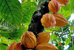 Cacaoyer Flora