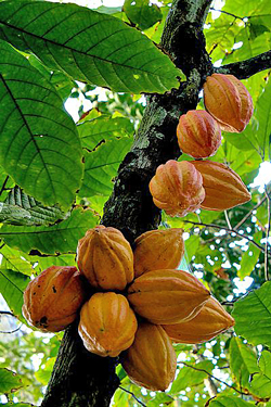 Cacaoyer Flora