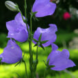 Campanula Mioulane NewsJardinTV Jardimiou NPM 85015286