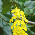 Cassia Mioulane NewsJardinTV NPM 2808184117