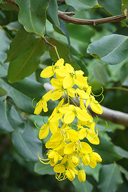 Cassia Mioulane NewsJardinTV NPM 2808184117