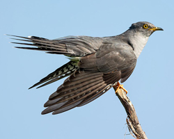 Coucou Oiseau Fauna
