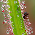 Drosera Mioulane NewsJardinTV Jardimiou NPM 719513940