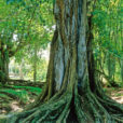Ficus Mioulane NewsJardinTV Jardimiou NPM GIP0108852