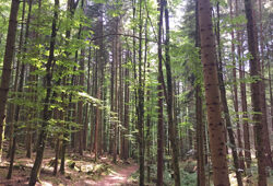 Foret Mioulane NewsJardinTV NPM 2808181585