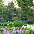 Jardin Tulipe Mioulane NewsJardinTV Jardimiou NPM 84978187