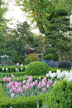 Jardin Tulipe Mioulane NewsJardinTV Jardimiou NPM 84978187