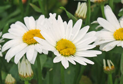 Marguerite Mioulane NewsJardinTV Jardimiou 9N7B7507