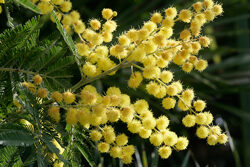 Mimosa Mioulane NewsJardinTV NPM 850373055