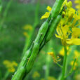 Moutarde noire Brassica nigra silique