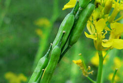 Moutarde noire Brassica nigra silique