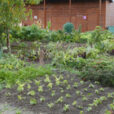 Potager Jardin familial Mioulane NewsJardinTV Jardimiou P1030111