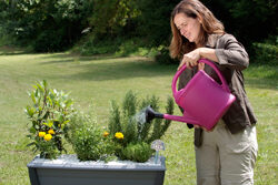 Arrosage Jardiniere Mioulane NewsJardinTV Jardimiou PAMI 110731150