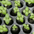 Basilic Repiquage Mioulane NewsJardinTV Jardimiou NPM 84936012
