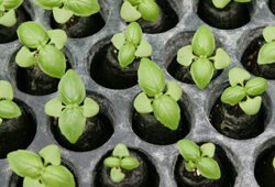 Basilic Repiquage Mioulane NewsJardinTV Jardimiou NPM 84936012