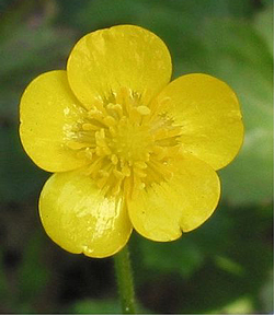 Bouton Dor Ranunculus Repens Flora