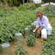 Fertilisation Potager Mioulane NewsJqardinTV Jardimiou NPM GIP0085923