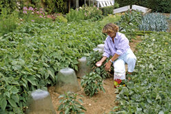 Fertilisation Potager Mioulane NewsJqardinTV Jardimiou NPM GIP0085923