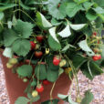 Fraisier Pot Mioulane NewsJardinTV Jardimiou NPM GIP0096439