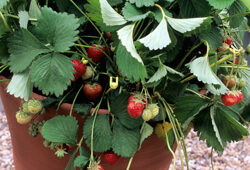 Fraisier Pot Mioulane NewsJardinTV Jardimiou NPM GIP0096439