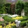 Jardin Chien Tulipe Lioulane NewsJardinTV Jardimiou NPM 84977197