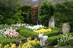 Jardin Chien Tulipe Lioulane NewsJardinTV Jardimiou NPM 84977197