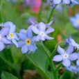 Myosotis NewsJardinTV NPM 2808181814