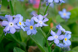 Myosotis NewsJardinTV NPM 2808181814