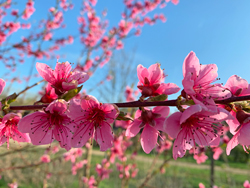 Nectarine Floraison Mioulane NewsJardinTV NPM 2808188157