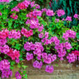 Pelargonium Mioulane NewsJardinTV Jardimiou NPM GIP0049501