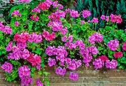 Pelargonium Mioulane NewsJardinTV Jardimiou NPM GIP0049501