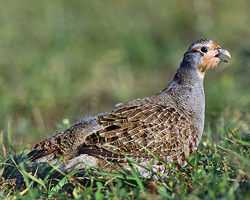 Perdix perdix Marek Szczepanek