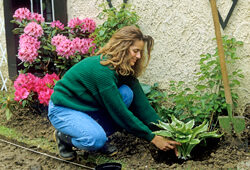 Plantation Hoista Mioulane NewsJardinTV Jardimiou NPM GIP0015214