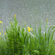 Pluie Iris Mioulane NewsJardinTV Jardimiou NPM 2307512989