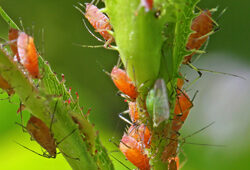 Puceron Rosier Mioulane NewsJardinTV Jardimiou NPM 719516612