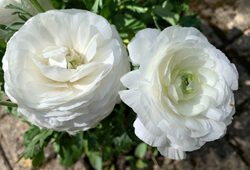 Renoncule Mioulane NewsJardinTV NPM 2808188292