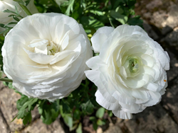 Renoncule Mioulane NewsJardinTV NPM 2808188292